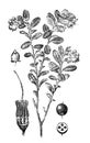 Blueberrie plant / Illustration from Brockhaus Konversations-Lexikon 1908