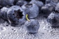 Blueberries Royalty Free Stock Photo