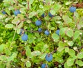 Blueberries in Alaska Royalty Free Stock Photo