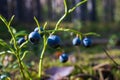 Blueberries in the autumn forest,