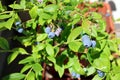 Blueberries on the balcony Royalty Free Stock Photo