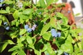 Blueberries on the balcony Royalty Free Stock Photo