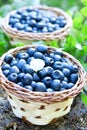 Blueberries basket closeup Royalty Free Stock Photo