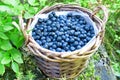 Blueberries basket Royalty Free Stock Photo