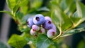 The blueberries begin to ripen Royalty Free Stock Photo