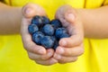 Blueberries berry fruits blueberry berries fruit summer hands ho Royalty Free Stock Photo