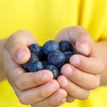 Blueberries berry fruits blueberry berries fruit summer hands ho Royalty Free Stock Photo