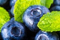 Blueberries Royalty Free Stock Photo