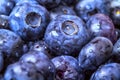 Blueberries Royalty Free Stock Photo