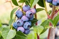 Blueberries on blueberry bush Royalty Free Stock Photo