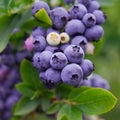 Blueberries, blueberry bush Royalty Free Stock Photo