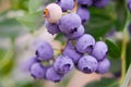 Blueberries, blueberry bush Royalty Free Stock Photo