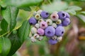 Blueberries, blueberry bush Royalty Free Stock Photo