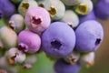 Blueberries, blueberry bush Royalty Free Stock Photo