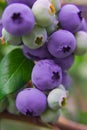 Blueberries, blueberry bush Royalty Free Stock Photo