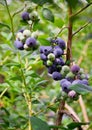 Blueberries, blueberry bush Royalty Free Stock Photo