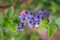 Blueberries, blueberry bush Royalty Free Stock Photo