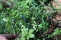 Blueberries on a branch, forest, summer