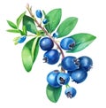 Blueberries on a branch isolated on white background. Generative AI illustration in realistic watercolor style