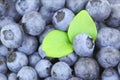 Blueberries with bright green leaves Royalty Free Stock Photo