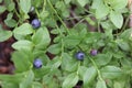 Blueberries on a bush Royalty Free Stock Photo