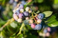 Blueberries on the Bush Royalty Free Stock Photo