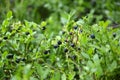 Blueberries bush in summer nature berry detail photography Royalty Free Stock Photo