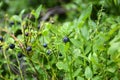 Blueberries bush in summer nature berry detail Royalty Free Stock Photo