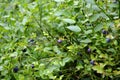 Blueberries bush in summer nature berry photography Royalty Free Stock Photo