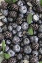 Blueberries and blueberries in close-up on the cake Royalty Free Stock Photo