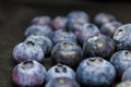 Blueberries closeup on a black blackground, common bilberry closeup