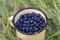 Blueberries in cup in grass