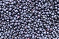 Blueberries - dark blue edible berries Royalty Free Stock Photo