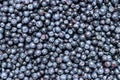 Blueberries - dark blue edible berries Royalty Free Stock Photo