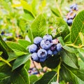 Blueberries - delicious, healthy berry fruit. Vaccinium corymbosum, high huckleberry bush. Blue ripe fruit on the