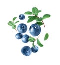 Blueberries with dew drops in the air closeup isolated on a white background Royalty Free Stock Photo