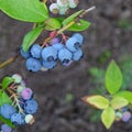 Blueberries Dwarf Shrubs With Ripe Fruits Cultivated In Garden Royalty Free Stock Photo