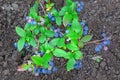 Blueberries Dwarf Shrubs With Ripe Fruits Cultivated In Garden