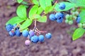 Blueberries Dwarf Shrubs With Ripe Fruits Cultivated In Garden