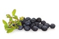 Blueberries and Flower Sprig Royalty Free Stock Photo