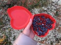 Blueberries are freshly picked from a bush in a lunchbox in the form of a heart.