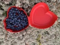 Blueberries are freshly picked from a bush in a lunchbox in the form of a heart.