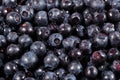 Blueberries fruit close up Royalty Free Stock Photo