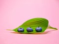 Blueberries on a green leaf. pink coral background. Blueberries with leaf close-up. Fruit still life for organic healthy food