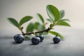 Blueberries with green leaves on grey background, shallow depth of field Royalty Free Stock Photo