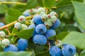 Blueberries growing on bush in a field Royalty Free Stock Photo