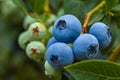 Blueberries growing on bush in a field