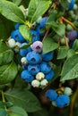 Blueberries growing on bush in a field Royalty Free Stock Photo