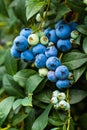 Blueberries growing on bush in a field Royalty Free Stock Photo