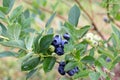 Blueberries growing in a garden. Royalty Free Stock Photo
